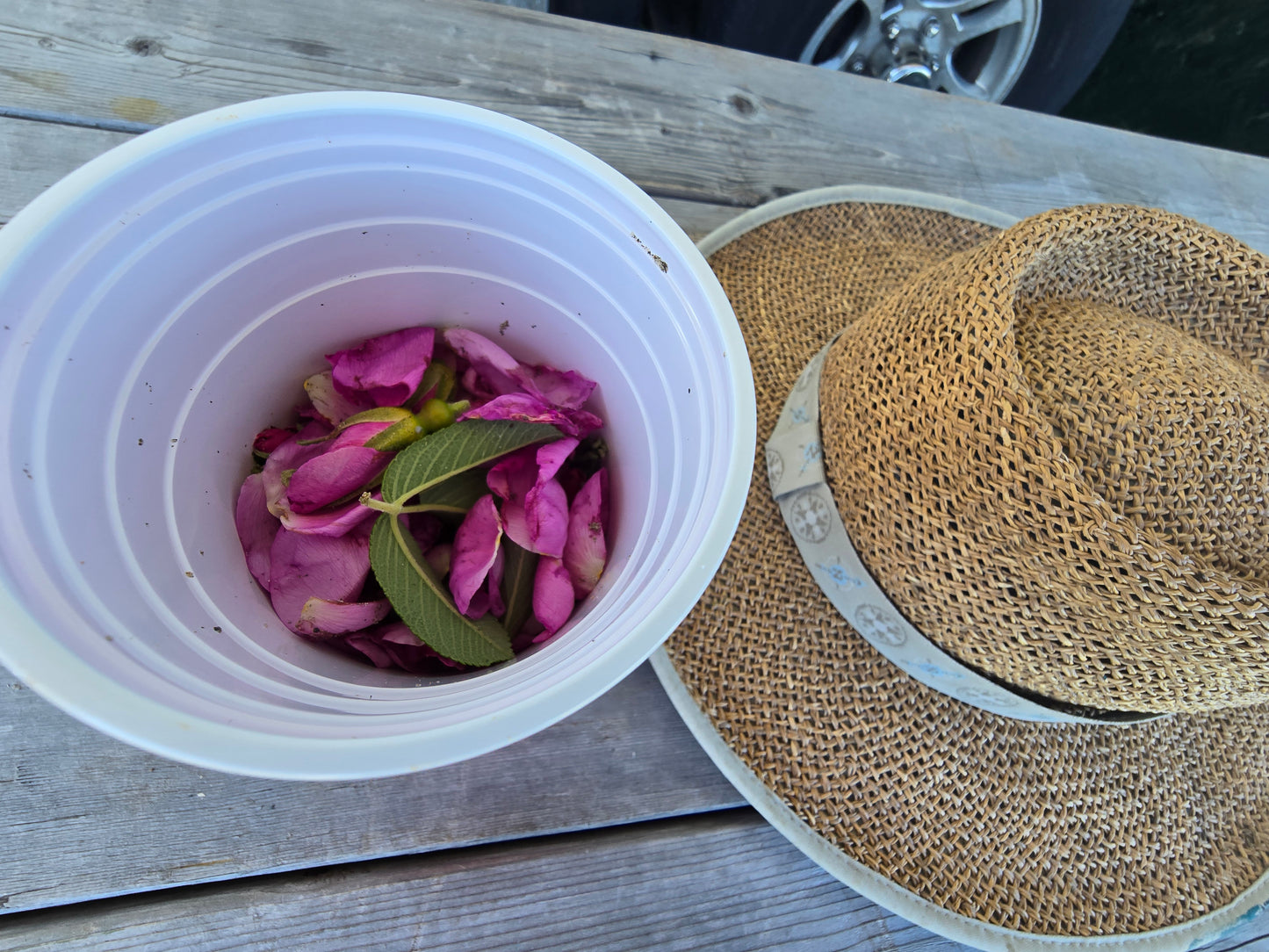 Organic Rosehip Oil. 4oz |NS Rosehip | Castor | Olive | Frankincense | Jojoba. ♡Wild ♡ Oceanside ♡ NS.