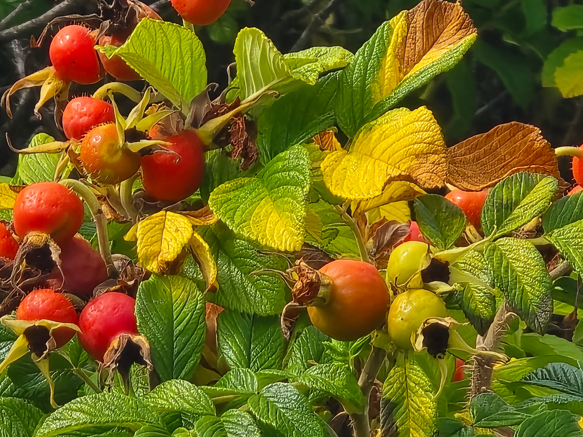 Organic NS Rosehip Serum
