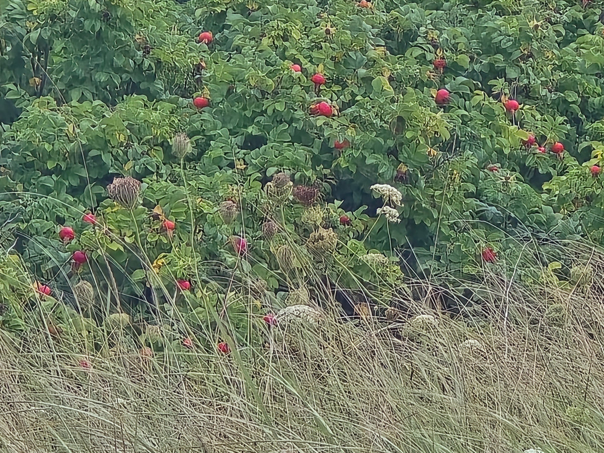 Organic NS Rosehip Serum
