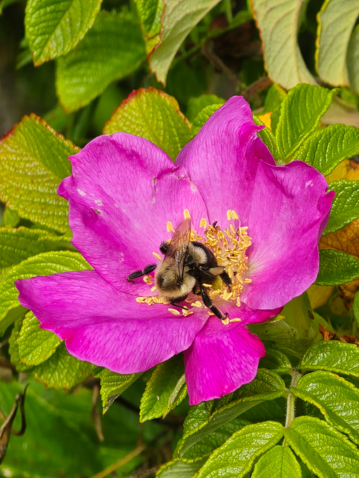 Organic NS Rosehip Serum