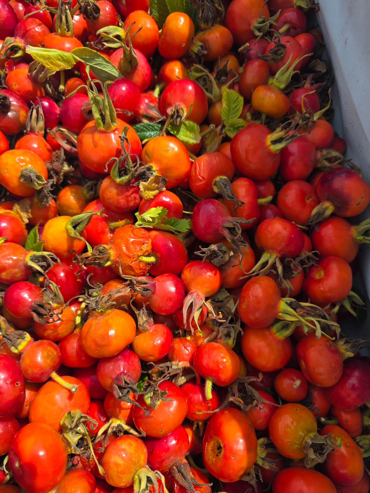 Organic NS Rosehip Serum