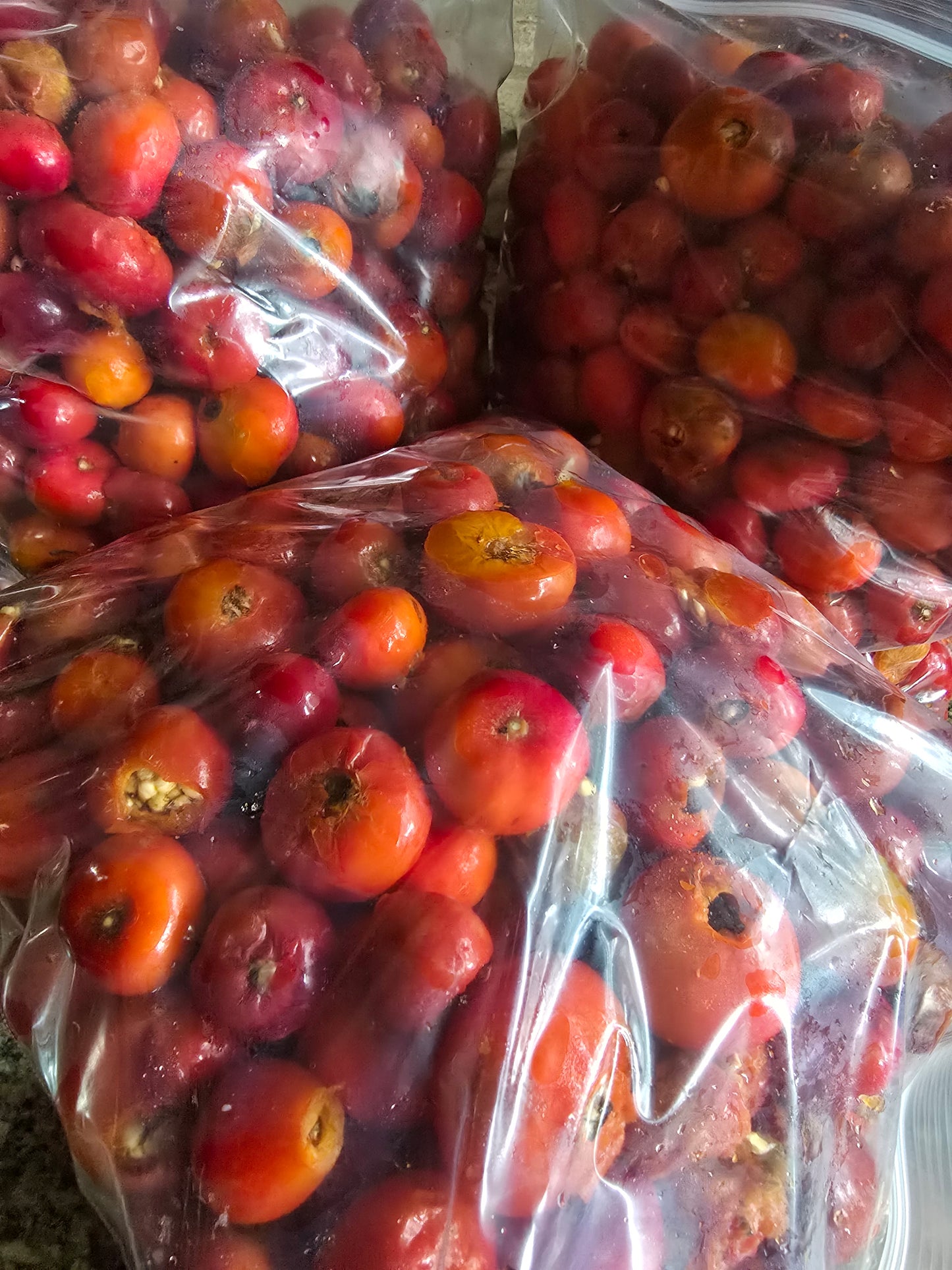 Organic NS Rosehip Serum